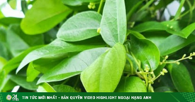 Loại lá trồng làm cảnh, nấu thành món giải nhiệt, mát gan ngày hè