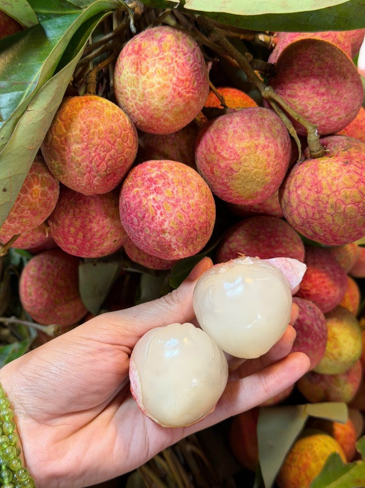 Vải u có hình dáng to, thịt quả dày, mọng nước, thơm, ngọt nên được nhiều người yêu thích.