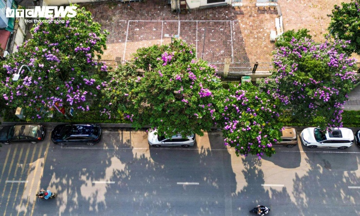 Hoa bằng lăng có tên tiếng Anh là Queen’s Crape-myrtle. Đây loài cây được trồng phổ biến tại các đô thị ở Việt Nam.