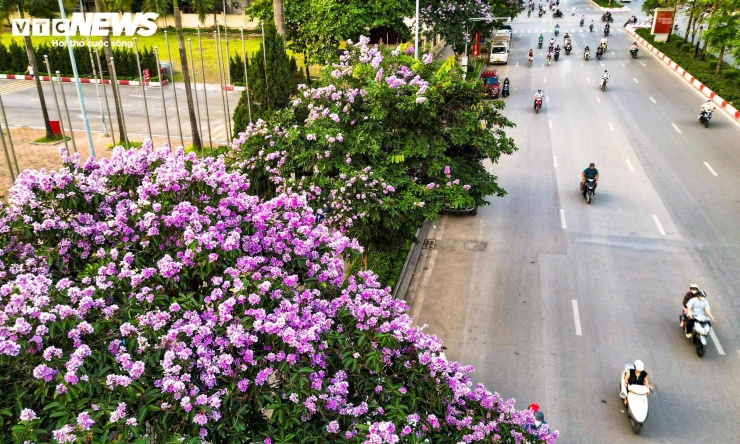 Hằng năm, bằng lăng bước vào mùa nở rộ từ khoảng tháng 5 đến tháng 6. Một số giống, trong đó có bằng lăng Thái, có thể cho hoa hai lần trong năm, kéo dài thêm vào khoảng tháng 7-8.