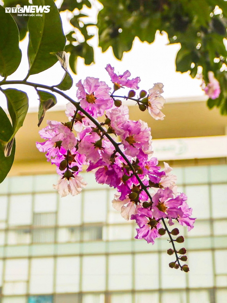 Đặc điểm của hoa bằng lăng là mọc thành chùm ở đầu cành, chiều dài mỗi chùm có thể dao động từ 20 đến 40 cm.