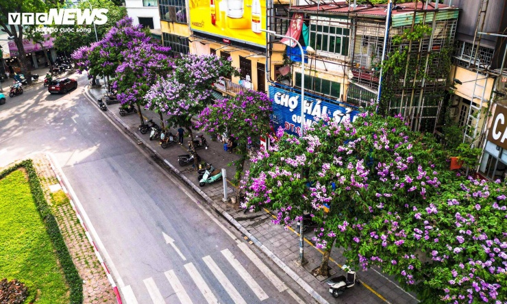 Bằng lăng nở rộ, phố phường Hà Nội rợp sắc tím đầu hè - 9