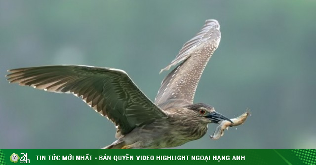 Chim hoang dã 'định cư' ở Hồ Gươm, chao liệng săn mồi trước mắt du khách