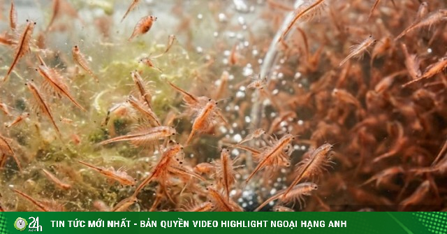 Nuôi “khỉ biển” siêu nhỏ giữa lòng thành phố: Kỳ tích "đào vàng" của một ông nông dân TPHCM