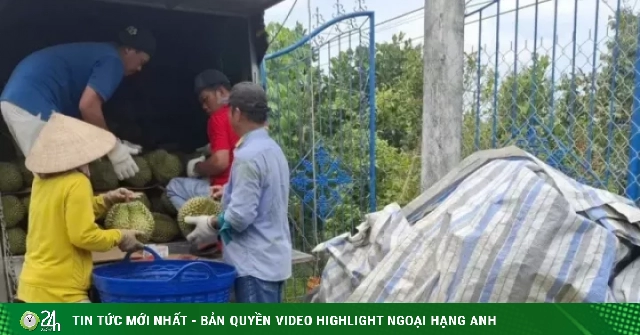 Nguyên nhân giá sầu riêng 'rẻ như bèo'