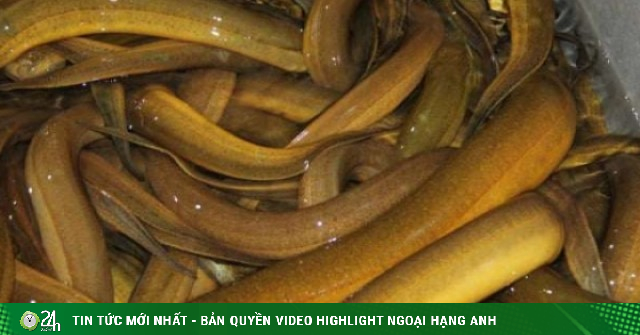 Đàn lươn nuôi quá lứa 17.000 con cần bán gấp của một anh nông dân Cần Thơ, vô chuồng thấy toàn con to bự thế này đây