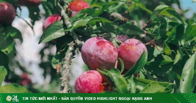 Chuyên gia khuyến cáo số lượng mận tối đa nên ăn mỗi ngày để không hại thận