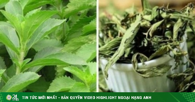 Cây thuốc Việt ngọt như đường, siêu lành mạnh lại bổ dưỡng ngang nhân sâm tổ yến