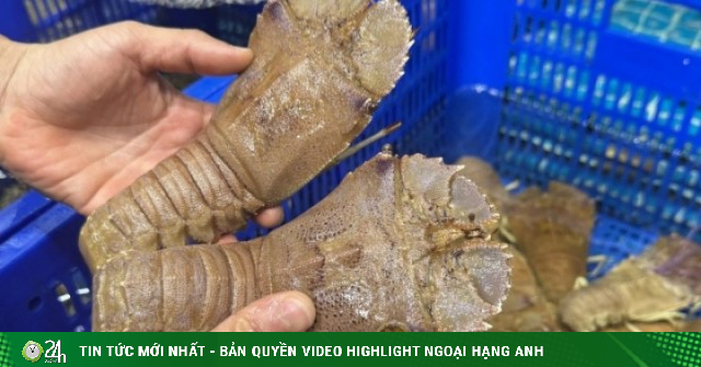 Sản vật 10 chân có hình thù kỳ dị ở Mũi Né, khách khen ngọt ngon như tôm hùm