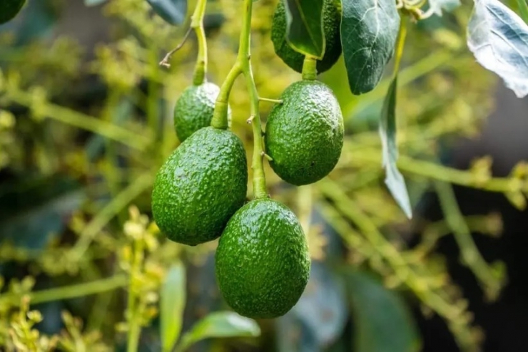 Quả bơ không chỉ nổi tiếng bởi hương vị béo ngậy mà còn được các chuyên gia dinh dưỡng ca ngợi là một trong những thực phẩm bổ dưỡng. (Ảnh minh họa)