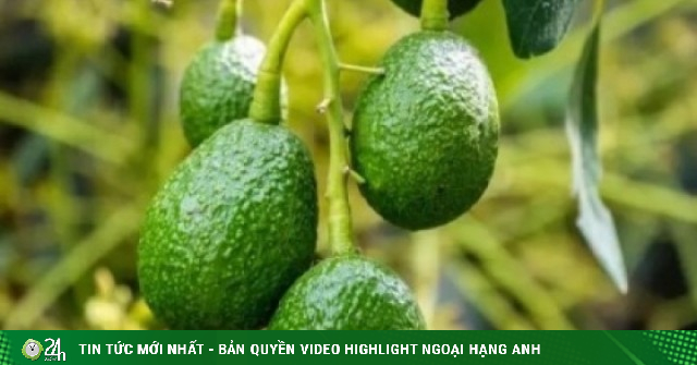 Loại quả Việt béo ngậy, thơm ngon ăn hàng ngày bổ không kém nhân sâm, tổ yến