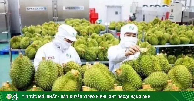 Sầu riêng 'tắc' kiểm nghiệm Cadimi, rớt giá: Đang làm việc với Trung Quốc