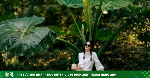 Check - in cây ráy khổng lồ đang hot rần rần, nơi du khách bỗng hóa 'người tí hon' giữa rừng già!