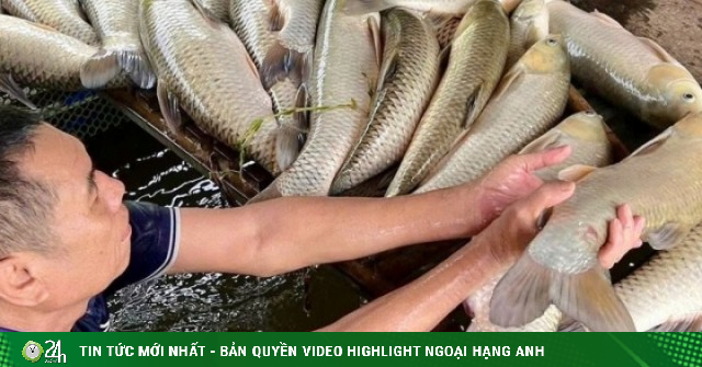 Sau trận mưa dông, gần 9 tấn cá nổi trắng sông Lam, hé lộ nguyên nhân ban đầu