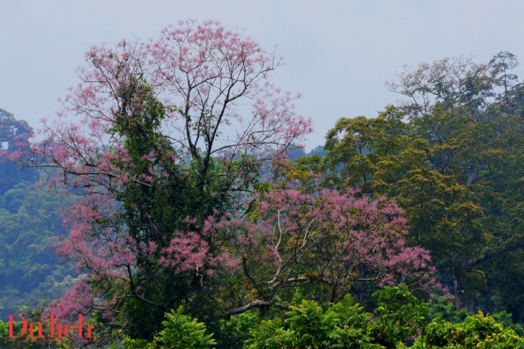 Cung đường Trường Sơn Đông đẹp như mơ vào mùa hoa nở - 5