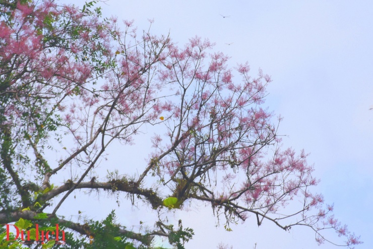Cung đường Trường Sơn Đông đẹp như mơ vào mùa hoa nở - 6