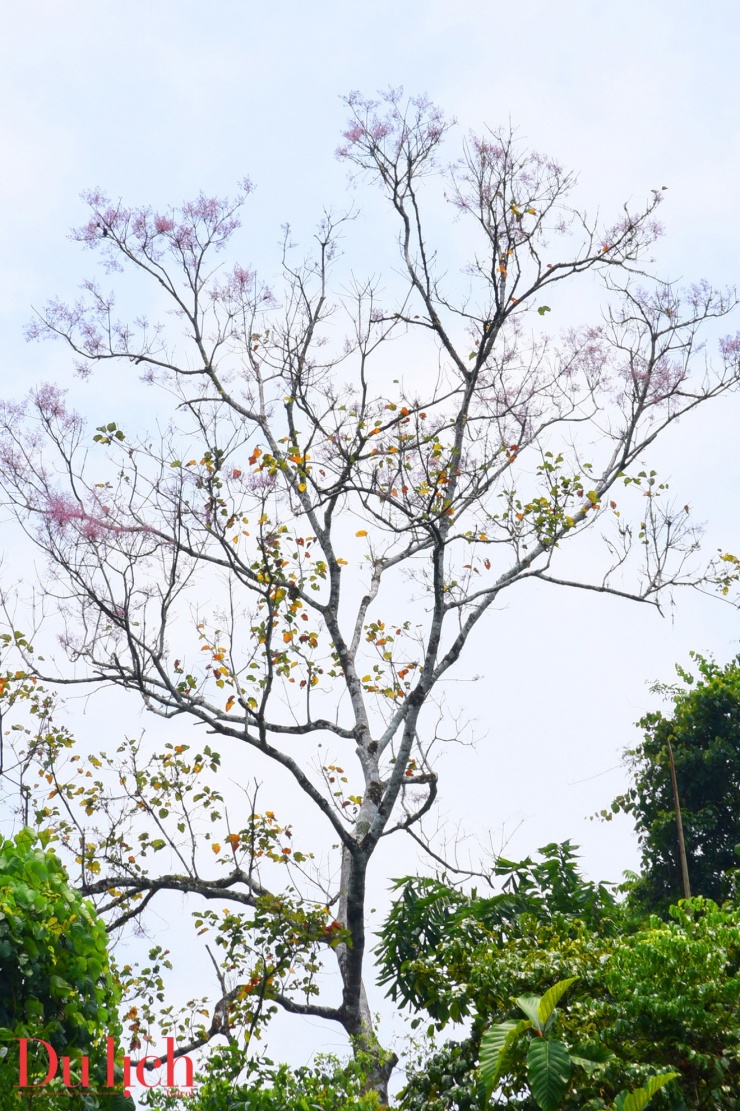 Cung đường Trường Sơn Đông đẹp như mơ vào mùa hoa nở - 7