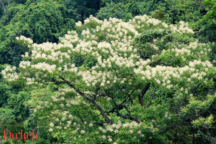 Cung đường Trường Sơn Đông đẹp như mơ vào mùa hoa nở - 9
