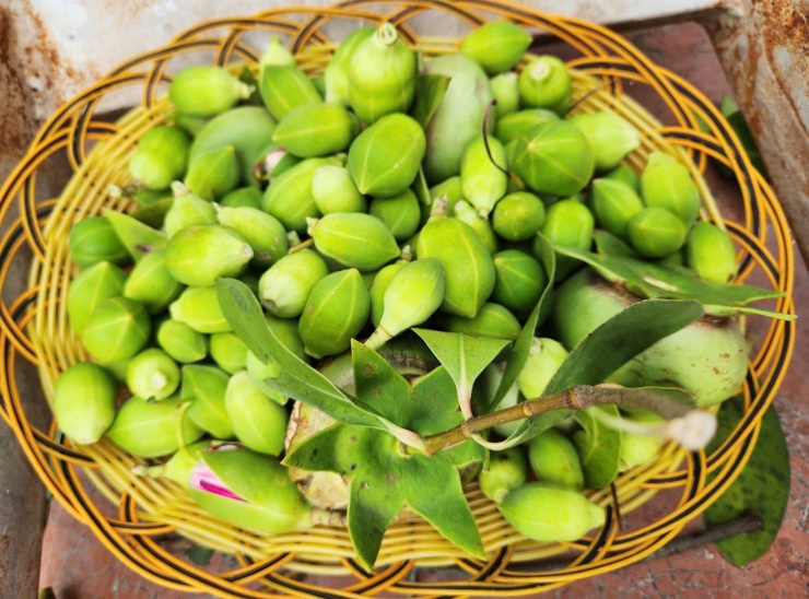 Cá tra bần – món quà quý giá của sông nước miền phù sa - 9