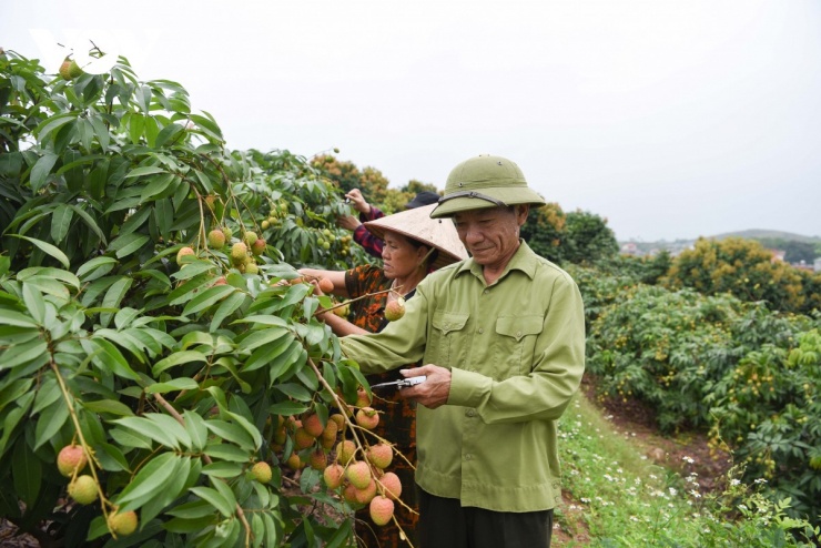 Ông Trần Văn Định ở thôn Lân Thịnh, xã Phúc Hoà chăm sóc tỉ mỉ cho từng gốc vải trước vụ thu hoạch