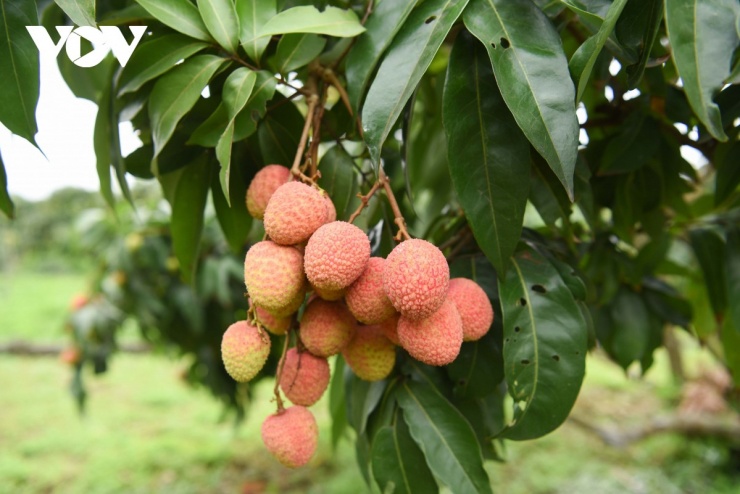 Kẻ cười, người khóc - 7