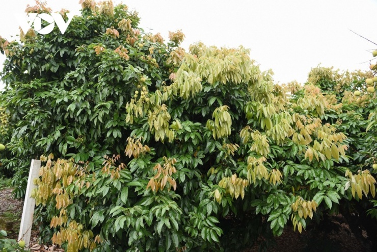 Kẻ cười, người khóc - 4