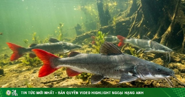 Ương thành công giống cá đặc sản, thịt ngọt thơm, ông nông dân Tiền Giang, nay là tỉnh Đồng Tháp thu tiền tỷ/năm