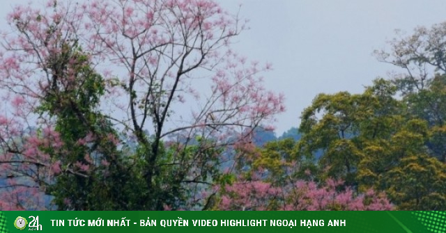 Cung đường Trường Sơn Đông đẹp như mơ vào mùa hoa nở