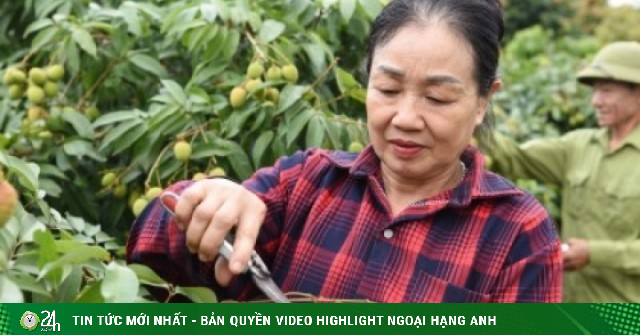 Thủ phủ vải thiều sớm ở Bắc Ninh trước vụ thu hoạch: Kẻ cười, người khóc