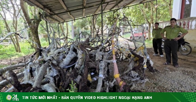 'Nữ hoàng' muội hồng chết hàng loạt sau khi bị thu giữ