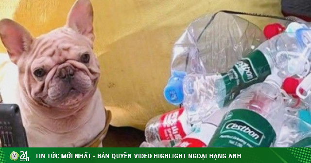 Chú chó kiếm hơn 14.000 USD từ nhặt ve chai