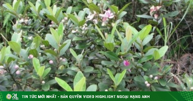 Cây sim - Loài cây dại quen thuộc nhưng ẩn chứa “kho báu” dược liệu ít ai biết
