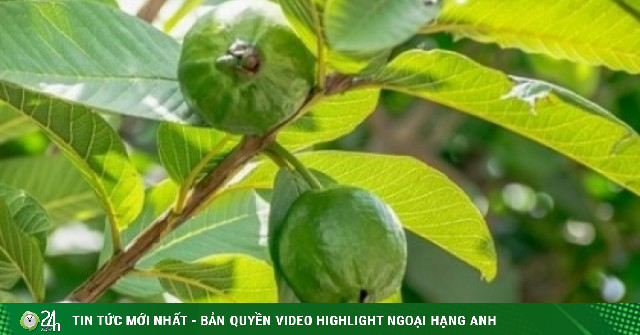 Việt Nam có sẵn loại cây bổ từ lá tới quả, dưỡng tim, chống lão hóa cực tốt