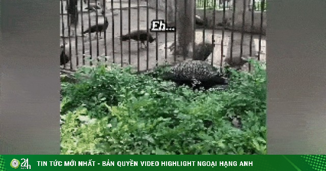 Khách Nhật bất ngờ vì cách nuôi thú ở Thảo Cầm Viên Sài Gòn