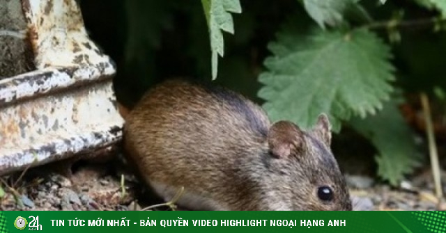 Bệnh viện Bạch Mai cảnh báo virus Hanta: Dễ nhầm với cúm nhưng có thể gây suy hô hấp, phù phổi, sốc tim