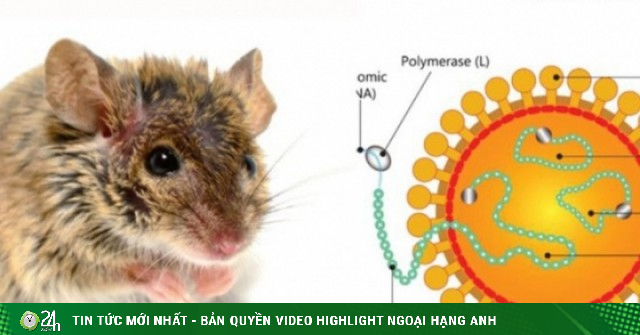 Có thể gây tử vong, virus Hanta ủ bệnh và lây truyền thế nào?
