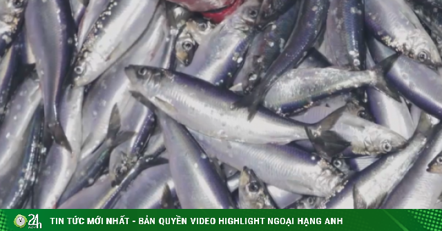 Loại cá siêu rẻ, bán đầy chợ Việt giàu omega3 không kém cá hồi