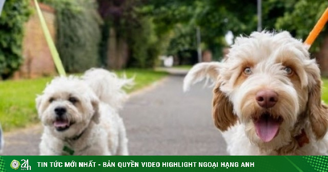 Nhà giàu tuyển giúp việc trông biệt thự, chăm chó với mức lương gần 1,8 tỷ đồng