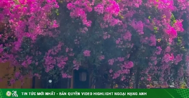 Du khách 'phát sốt' mùa hoa giấy Hội An