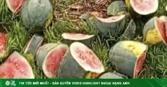 Ruộng dưa sắp thu hoạch của hộ dân nghèo ở Nghệ An bị chặt phá
