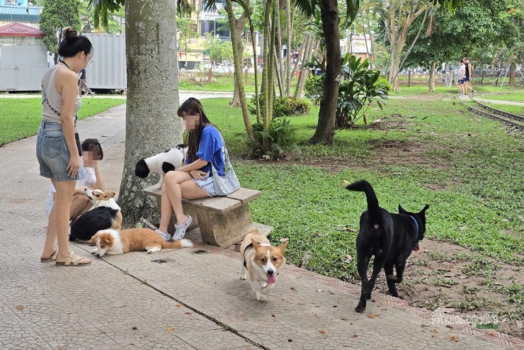 Theo quy định hiện hành, hành vi thả rông chó nơi công cộng có thể bị xử phạt hành chính. Tuy nhiên, tại Công viên Thống Nhất, tình trạng này vẫn diễn ra khá phổ biến.