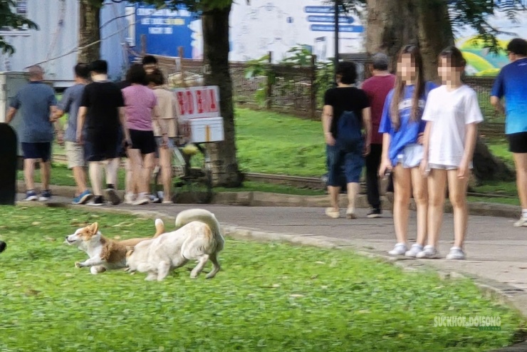 Nhiều chủ nuôi để thú cưng chạy nhảy trong khu vực đông người tập thể dục.