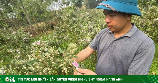Bỏ phố về quê, trai Nghệ An khiến cả làng phục lăn khi trồng cây dại mà lại “hái ra tiền khôn”