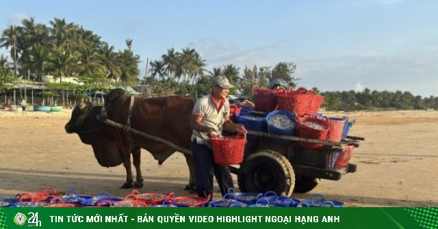 Nhọc nhằn gánh cá, kéo xe bò mưu sinh lúc bình minh, chạng vạng ở biển Đắk Lắk