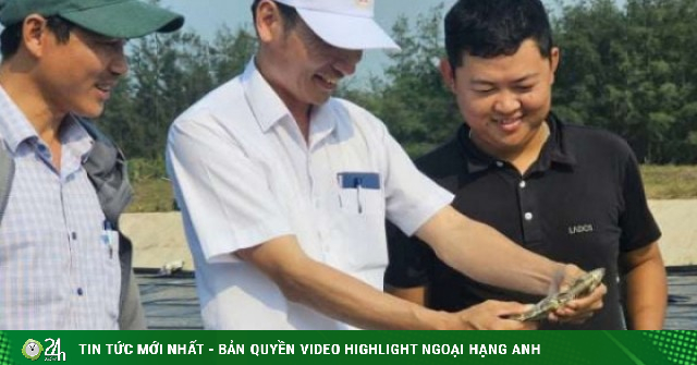 Nuôi cá kình “lên ngôi” ở Quảng Trị: Kiếm cả trăm triệu đồng từ ao tôm bỏ hoang trước đây