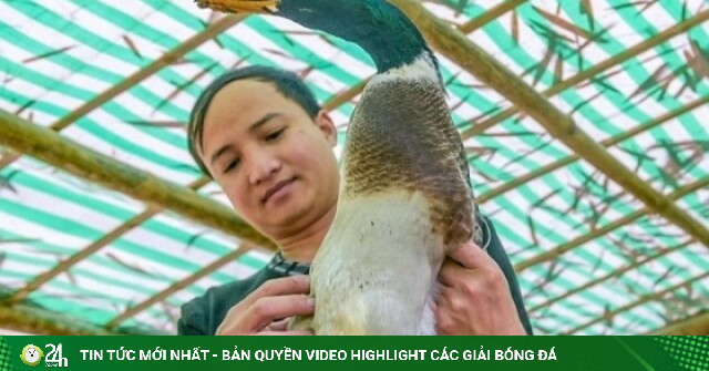 Nuôi vịt 'đặc sản', chàng trai dân tộc Thái thu trăm triệu mỗi năm