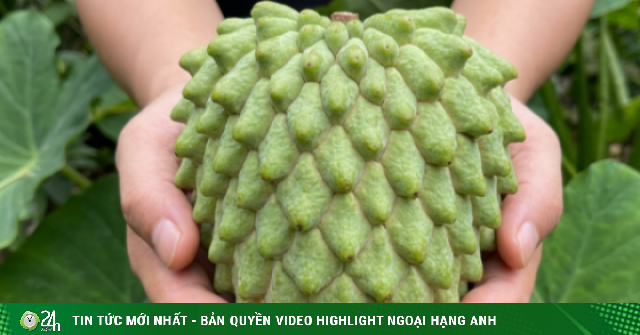 Thứ cây ra trái khổng lồ, thơm mùi dứa, dai sần sật, dân Đồng Thápmới (tỉnh Tiền Giang cũ) như đào trúng “mỏ vàng”