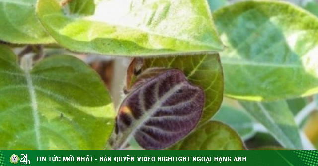 Loại lá quen thuộc ở Việt Nam, dùng thường xuyên bổ chẳng kém nhâm sâm tổ yến
