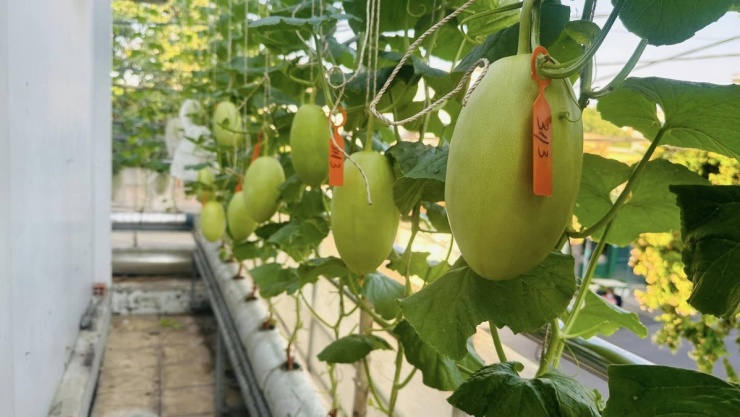 Thu hoạch gần một tạ quả từ vườn dưa trên ban công - 4