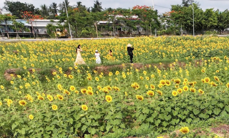 Với khoảng 1.000 cây hướng dương đang vào giai đoạn ra hoa rực rỡ, chủ cánh đồng hoa thu mỗi người 50.000 đồng khi đến đây chụp ảnh.